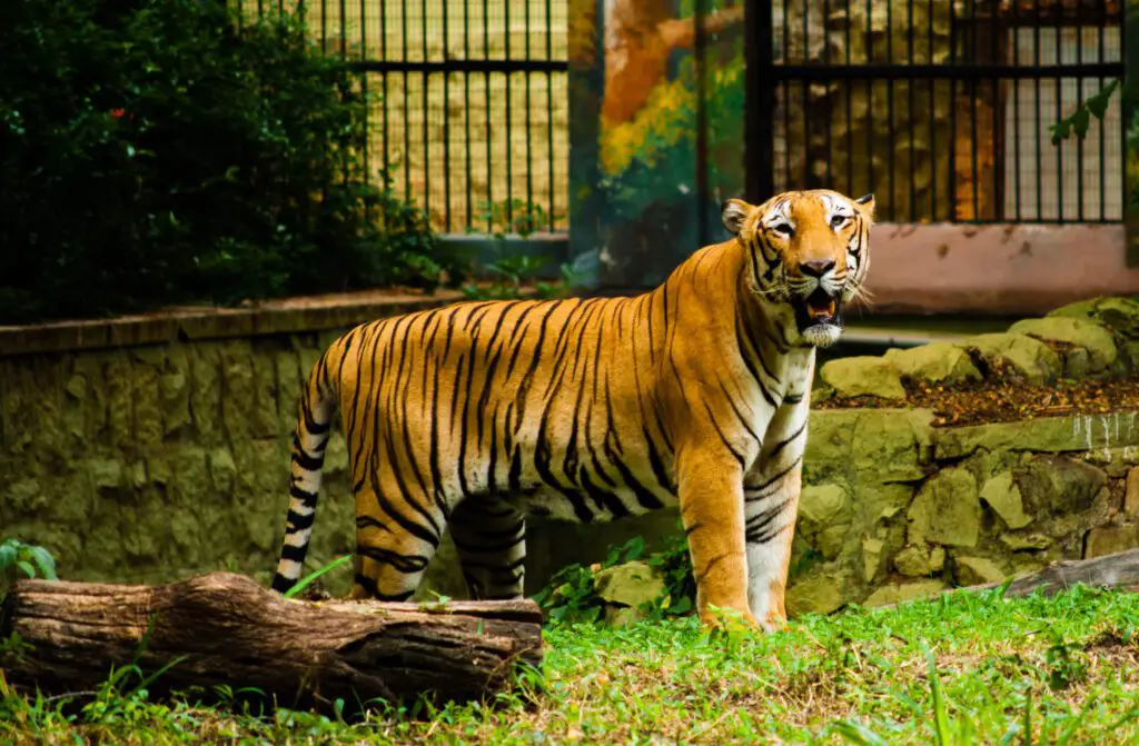 mysore zoo மைசூர் ஜூ