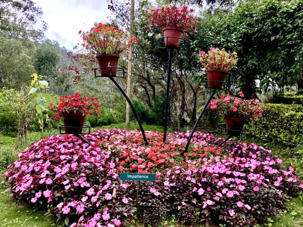 மூணார் ஹில் ஸ்டேஷன் - Munnar Hills Station ரோஜா தோட்டம் Rose Garden