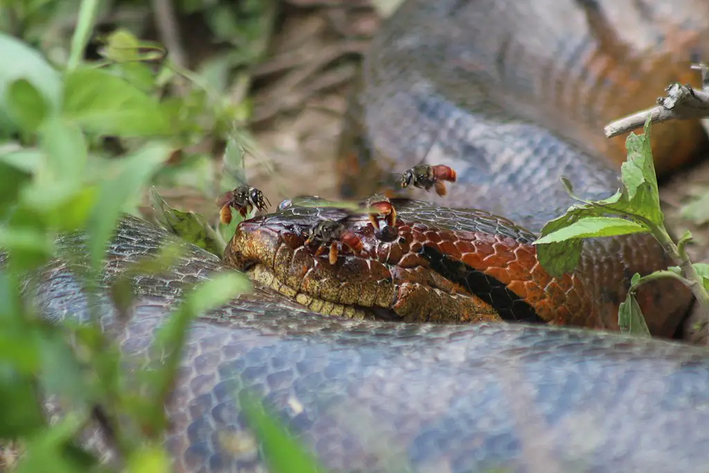 அமேசான் ஆறு பற்றிய  தகவல்கள் anaconda 