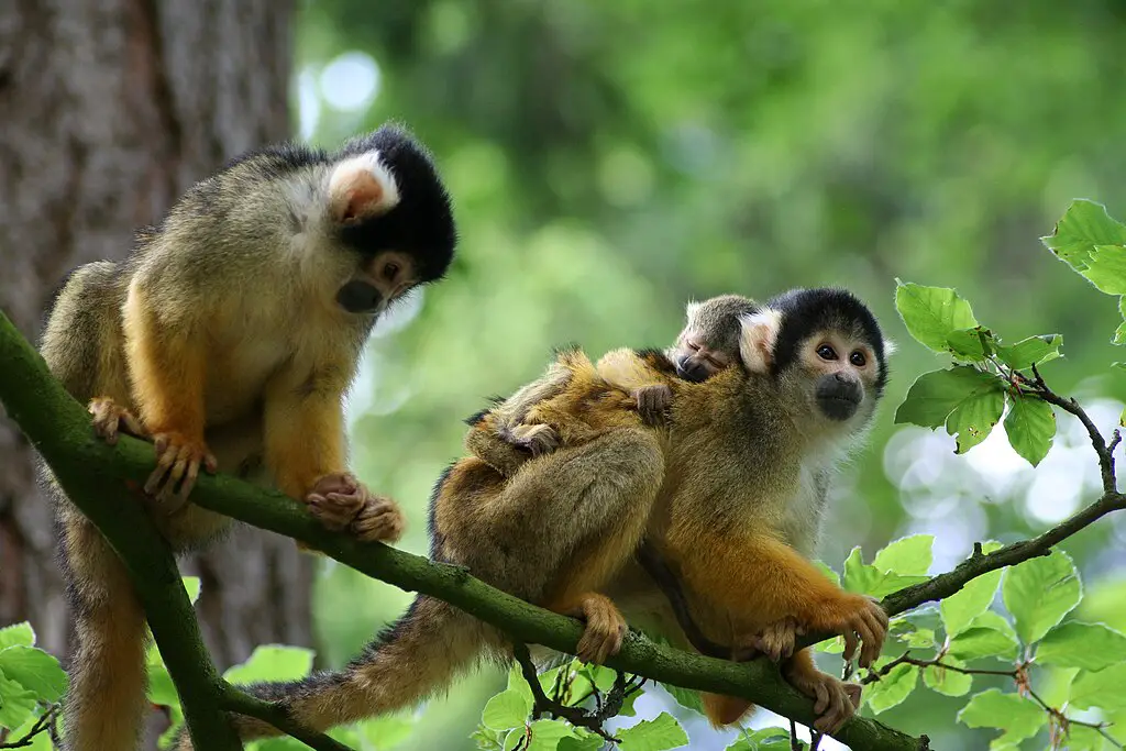 Squirrel monkey